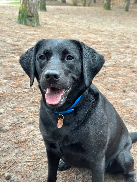 Biothane halsband 19mm